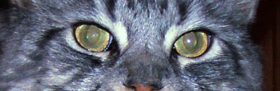 mik_eyes.jpg
